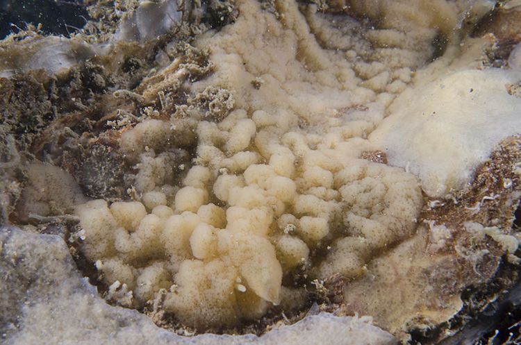 Een geelbruine Lobjesspons. De kleur van de spons is variabel, westelijke Oosterschelde, 2014 (foto: Peter H van Bragt)