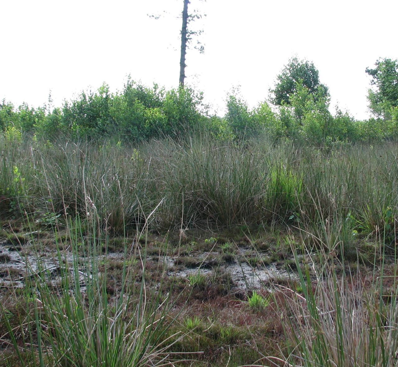 Het grootschalige heideherstel brengt nieuwe kansen voor typische heidesoorten zoals de Kleine zonnedauw (foto: Koen Leysen)