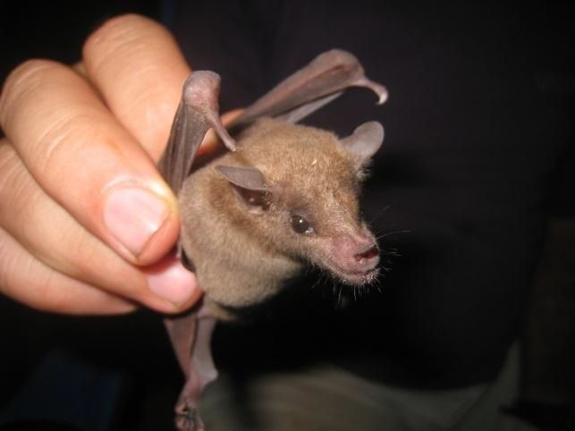 Curaçaoan long-nosed bat (picture: Jafet M. Nassar)