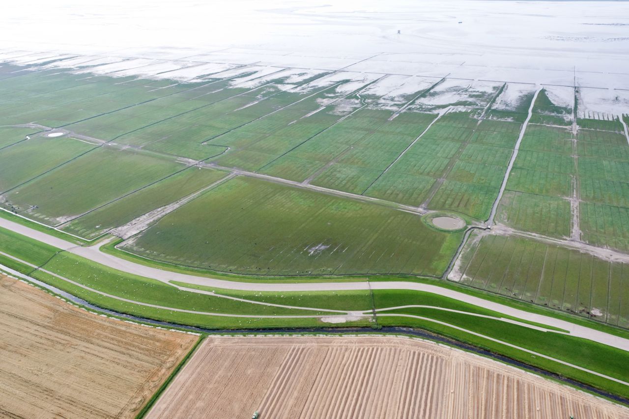 Luchtfoto van de kwelders bij Holwerd. Het systeem van rijshouten dammen is duidelijk zichtbaar. Ook hier komt zeekweek en opslibbing voor (foto: Joop van Houdt)