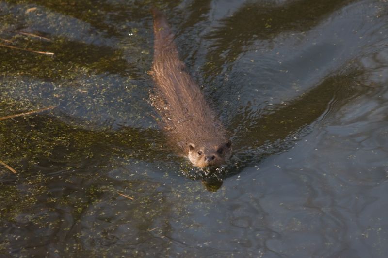 Otter (foto: Saxifraga-Jan Nijendijk)