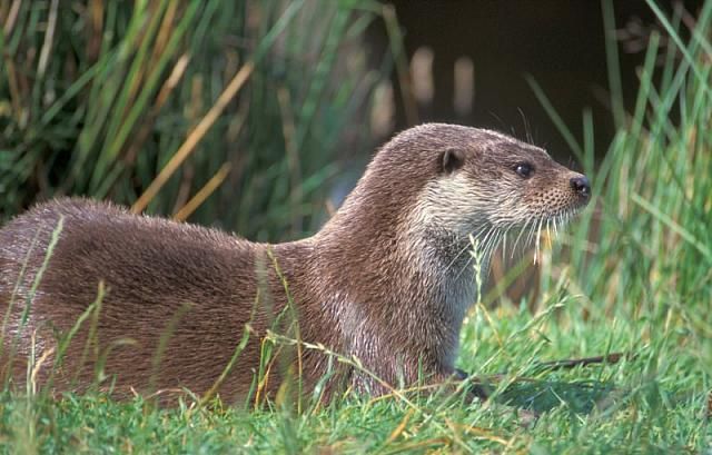 Na meer dan 20 jaar na uitsterven is de Otter weer terug in Vlaanderen (foto: Mark Zekhuis/Saxifraga)