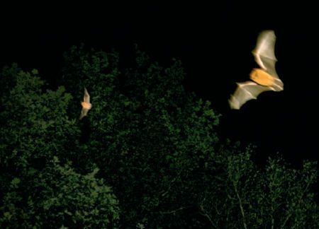 Vleermuizen ’s nachts bij bomen (foto: Ben Verboom)