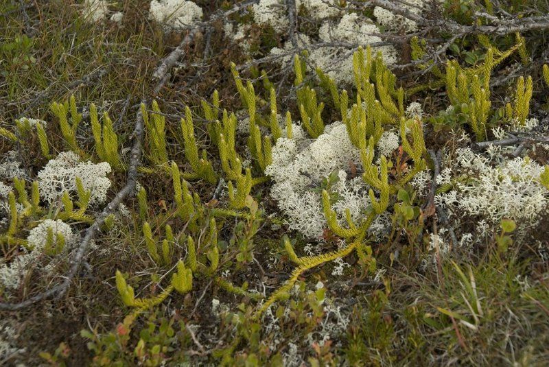 Grote wolfsklauw (foto: Willem van Kruijsbergen)