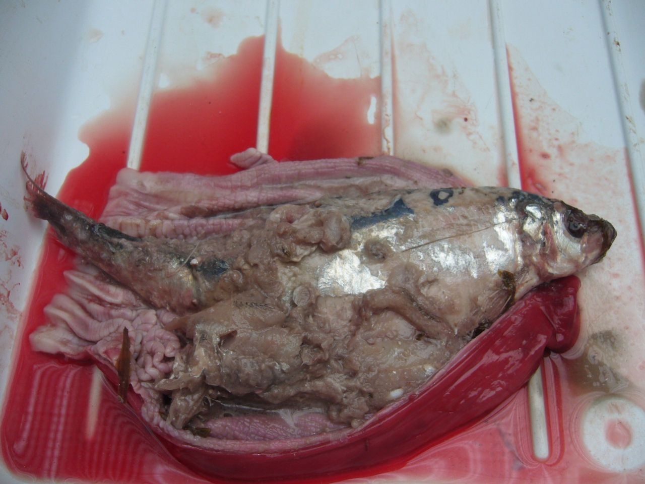 Een geopende maag waarin een nog vrij gave volwassen haring bleek te zitten, met daarbij nog een paar vrijwel verteerde vissen. Typisch een maag van een volwassen bruinvis (foto: Annika Krauthof)