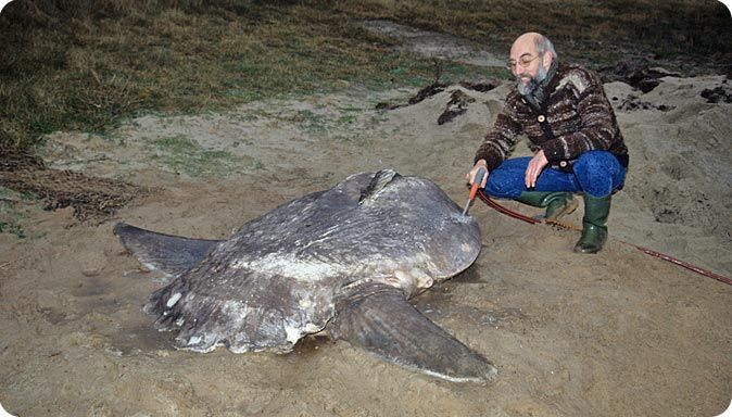 De echte maanvis wordt schoongespoeld door toenmalig conservator Johan Reydon, 1993 (foto: Salko de Wolf)