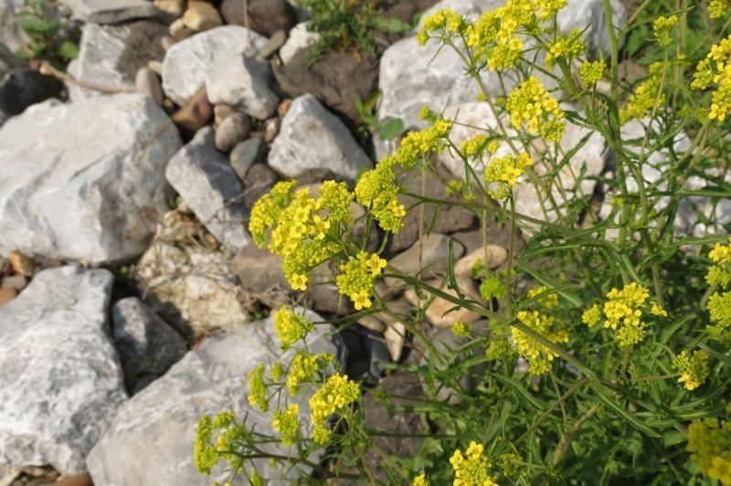 Uit onderzoek blijkt dat Maasraket zich bliksemsnel genetisch aanpaste aan de Belgische omstandigheden om beter te overleven en zich te kunnen verspreiden (Foto: Veerle Cielen)