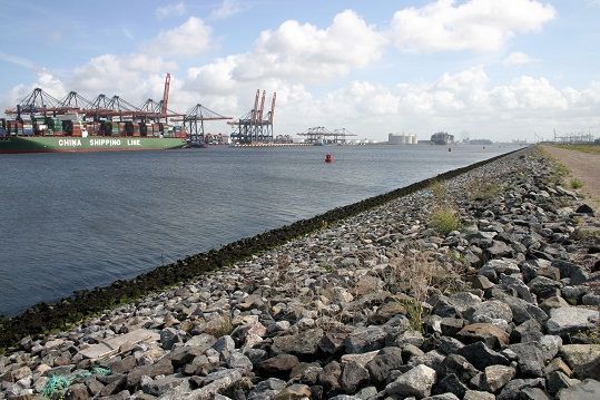 ’Rotsbiotoop’ op de Maasvlakte (foto: Jinze Noordijk)