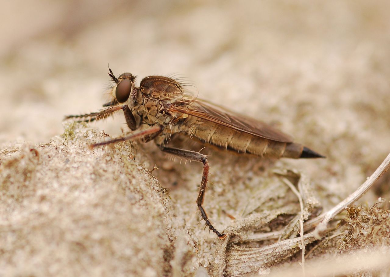 Het vrouwtje van de Stekelpootroofvlieg. Foto: Reinoud Van den Broek