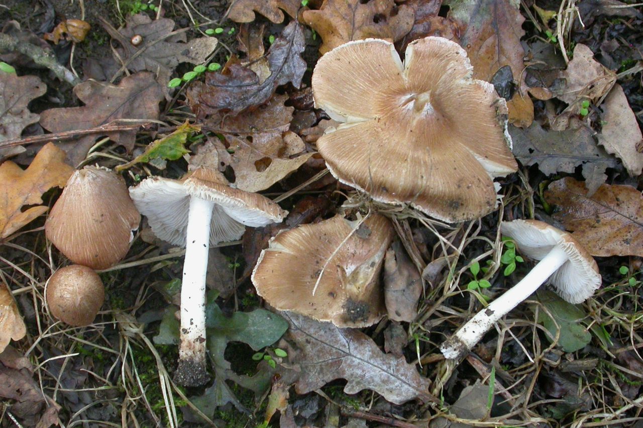 Gevlekte vezelkoppen duiken massaal op door het vochtige herfstweer van de voorbije dagen (foto: Wim Veraghtert)