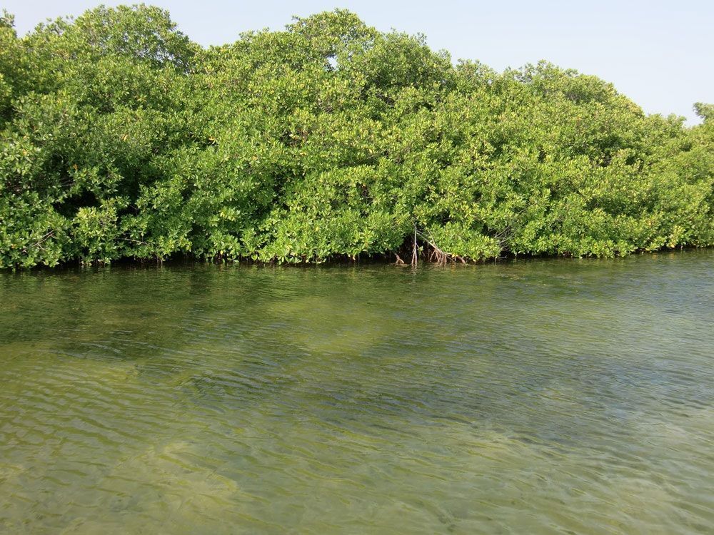 Rode mangrovebossen langs de oevers van Lac Bay. Jonge vissen vinden hun schuilplaats tussen de mangrovewortels. (foto: Dolfi Debrot)