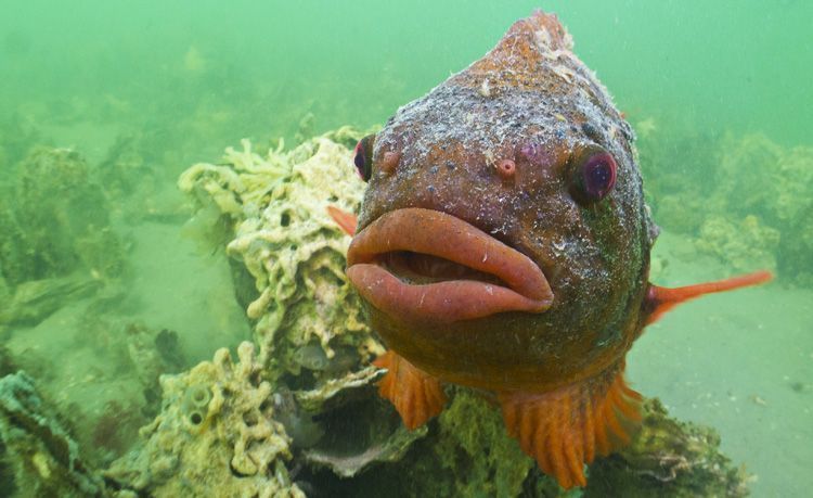 Mannetje Snotolf in paaikleed met zijn karakteristieke zwoele lippen (foto: Peter H. van Bragt)