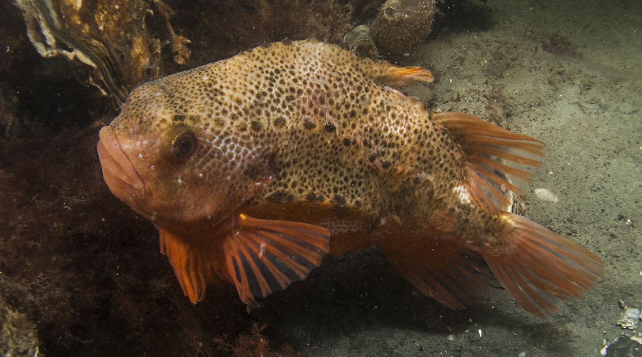 Het eerste mannetje Snotolf van dit najaar is al eind november in de Oosterschelde waargenomen (foto: Peter H van Bragt)