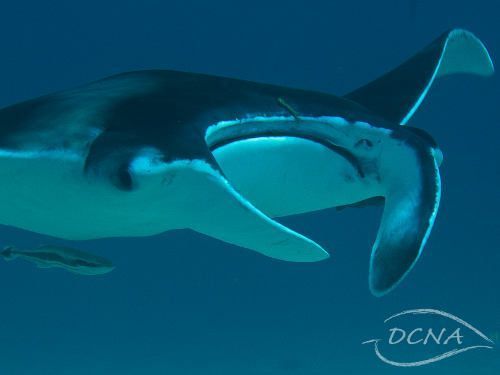 Manta ray, Manta (foto: Rudy van Geldere)