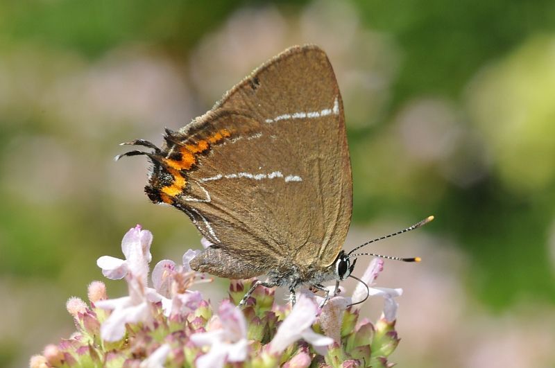 Met zijn ogen en nepantennes verschalkt de Iepenpage mogelijke predatoren (foto: Marc Walravens)