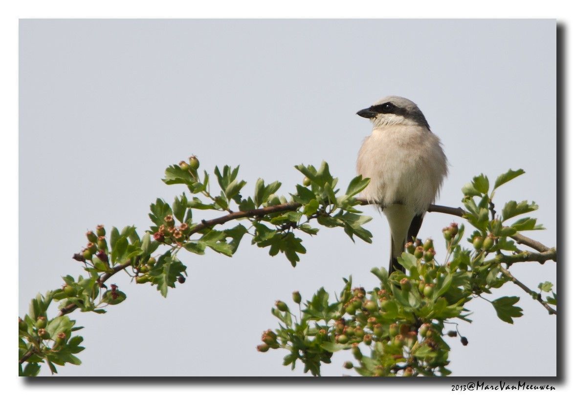 Houtkanten met Meidoorn en Sleedoorn zijn uitermate belangrijk voor deze vogelsoort. (foto: Marc Van Meeuwen)