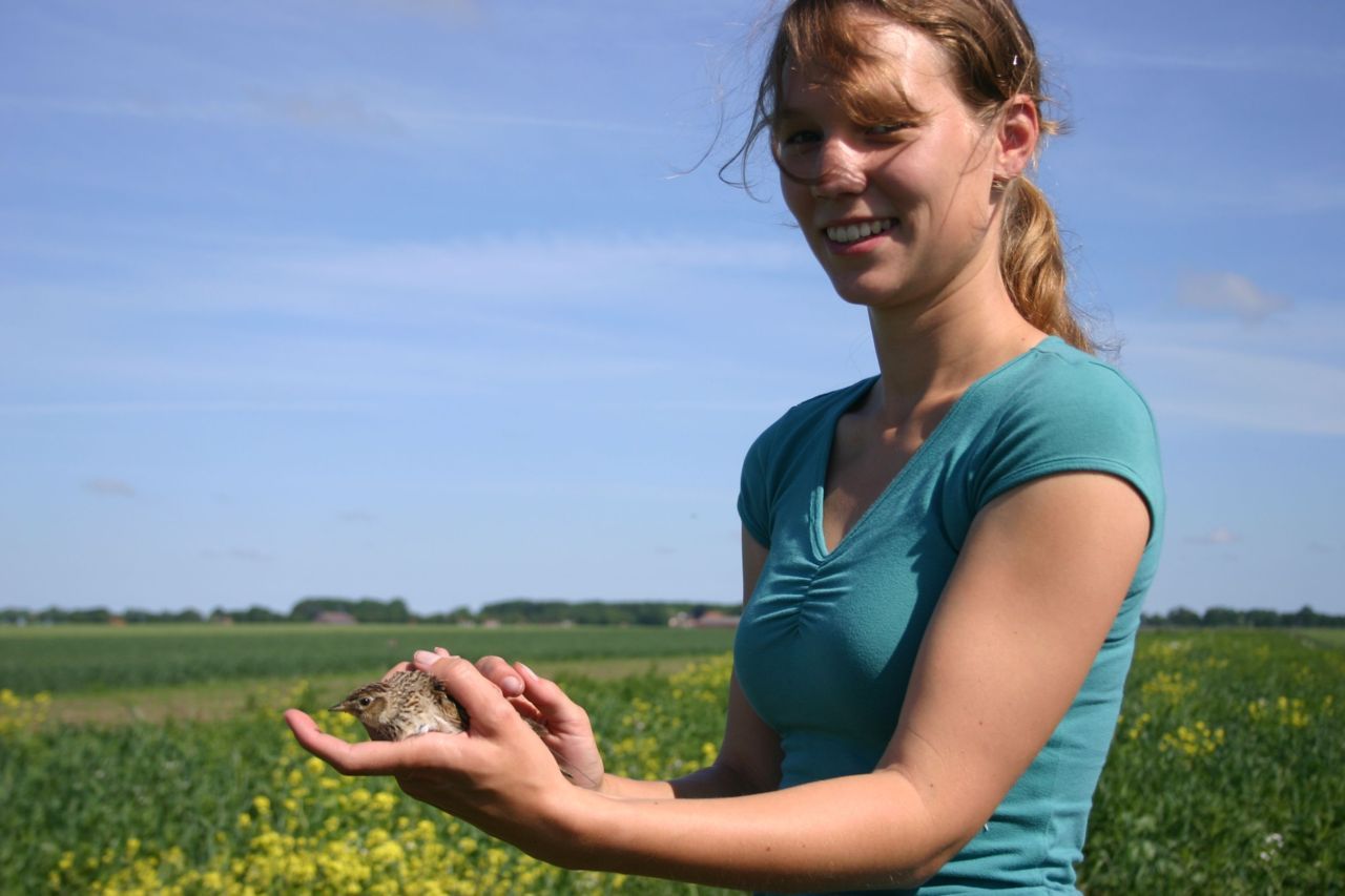 Promovenda Marije Kuiper met adulte veldleeuwerik. De vogel is gevangen en van een zendertje voorzien voor het onderzoek met radiotelemetrie (foto: Werkgroep Grauwe Kiekendief)