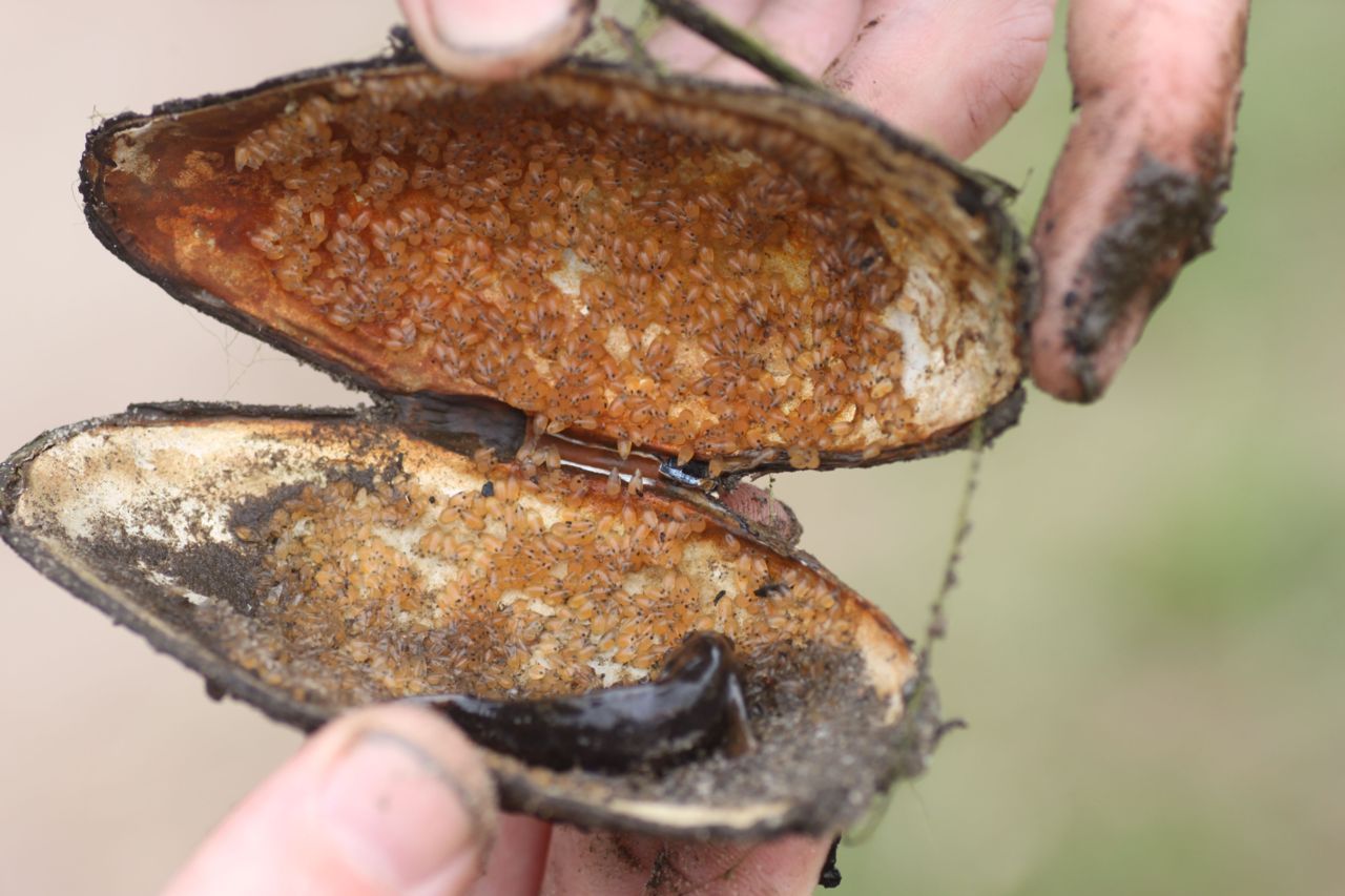 Marmergrondelmannetje bewaakt nest in schelp zoetwatermossel (foto: John Melis)