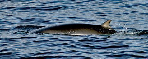 Dwergvinvis in de Noordzee (foto: Marijke de Boer)