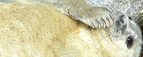 Zeehondenpup (foto: Marijke de Boer)