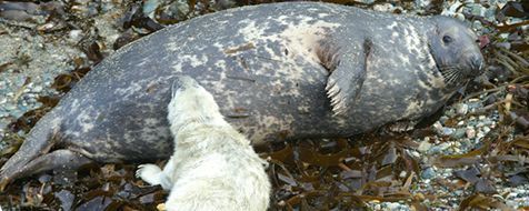 Grijze zeehond met pup (foto: Marijke de Boer)