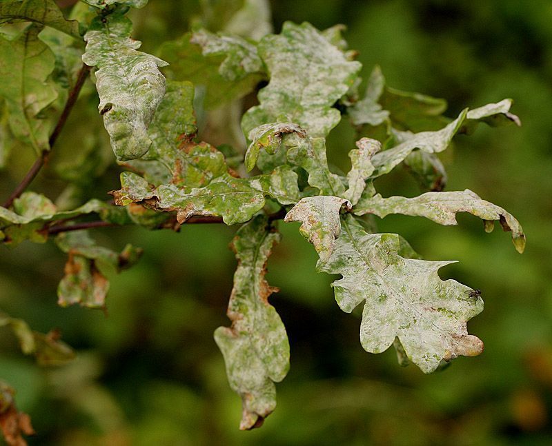 Eikenmeeldauw veroorzaakt een witte waas op de bladeren van de Zomereik (foto: Leo Janssen)