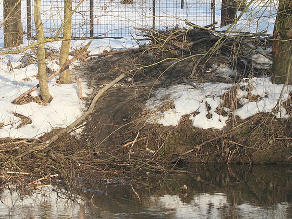 Nieuwe beverburcht langs Geul in Meersenerbroek (foto: Leo Linartz, ARK)