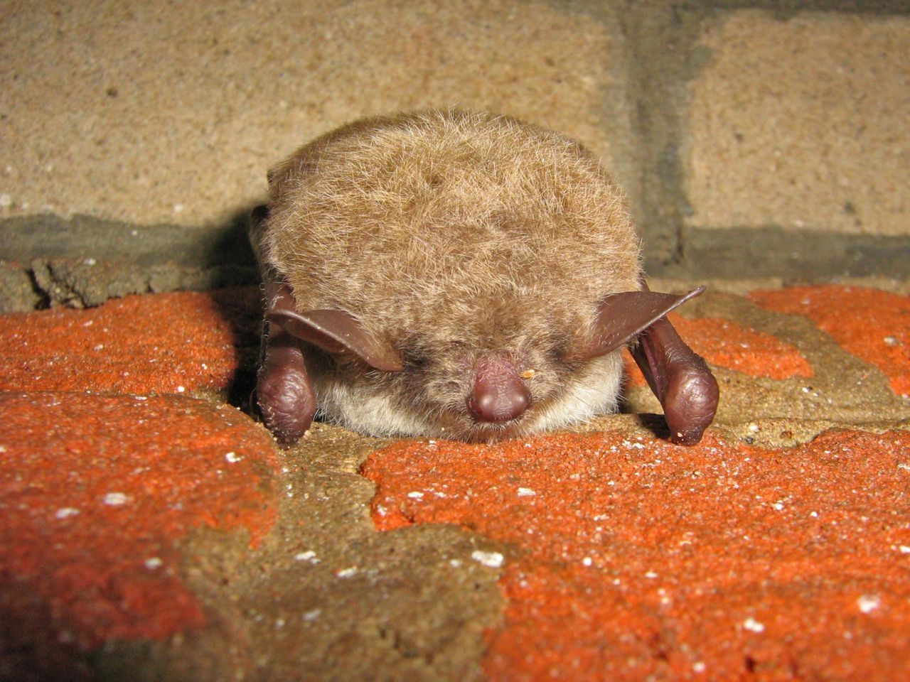 Meervleermuis (foto: Rob Koelman)