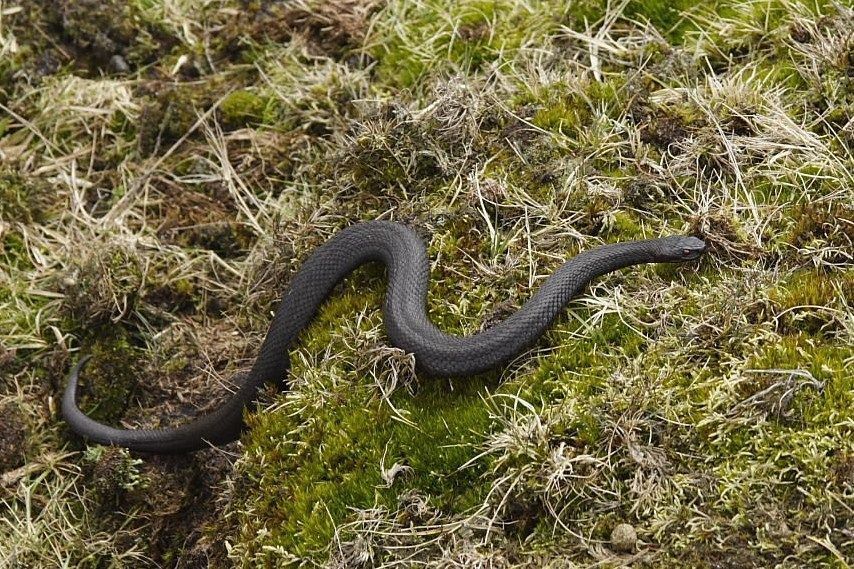 Zwarte adder (foto: Mike Melis)