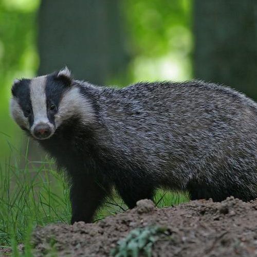 Het enige wat de opmars en verspreiding van Vlaamse Dassen in de weg staat is het dichte verkeersnet. (foto: Saxifraga-Mark Zekhuis)