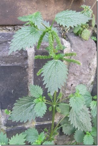 Urtica membranacea (Foto: Antoon De Rycke)