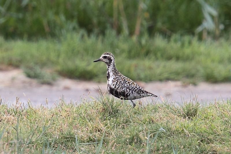 Aziatische goudplevier, Ottersaat, Texel, 26 juli 2013 (foto: Eric Menkveld)