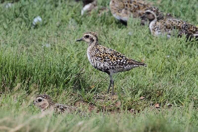 Aziatische goudplevier, Ottersaat, Texel, 3 augustus 2013 (foto: Eric Menkveld)