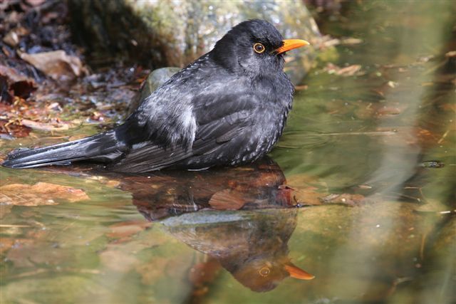 Merel in het water (foto: Martin Hierck)