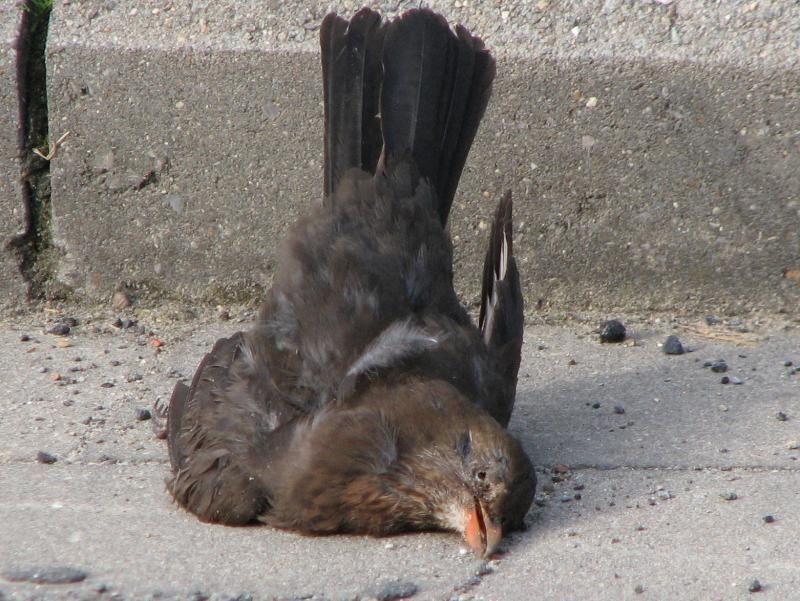 Een dode merel in het broedseizoen betekent vaak eveneens de dood van een hongerige kroost (foto: Luc Verhelst)