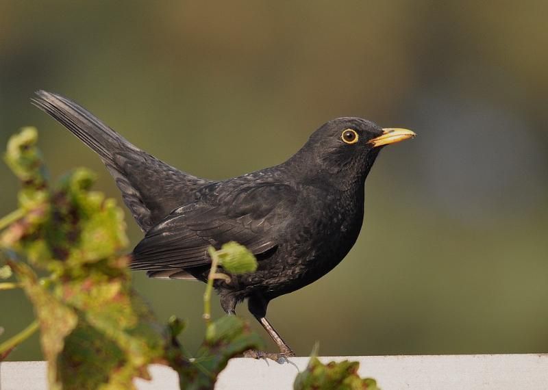 Wanneer worden in Vlaanderen de eerste Usutu-Merels gemeld (foto: Dieder Plu)