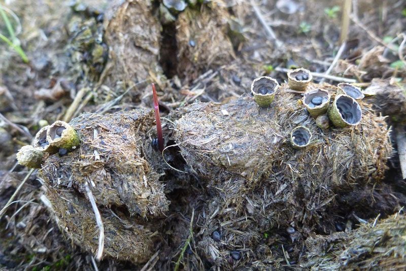 Mestnestzwammetje (foto: Bart Beekers, ARK Natuurontwikkeling)