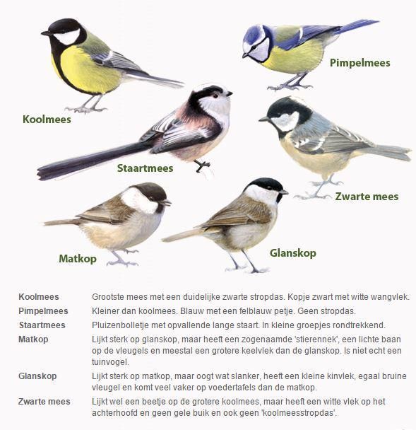Infographic mezen (figuur: Vogelbescherming)