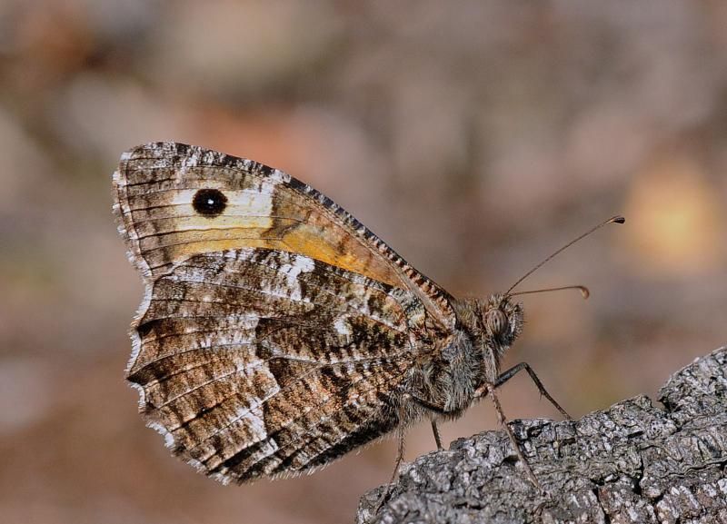 De bedreigde Heivlinder zoekt koelte in een belendend bos. (foto: Michel Viskens)