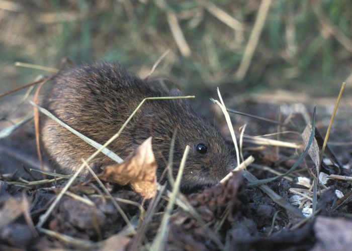 Noordse woelmuis (foto: Janus Verkerk)