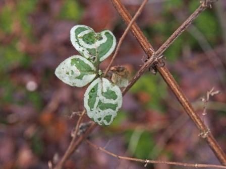 De typische mijnen van Chromatomyia aprilina in een kamperfoelieblad (foto: Paul Wouters & Marianne Horemans)