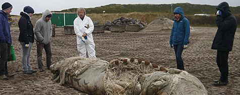 Het dwergvinviskarkas op Sylt (foto: Rainer Borcherding)