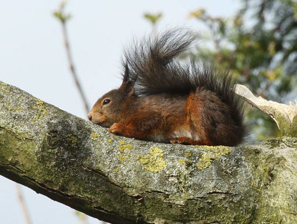 Eekhoornmoeder lijkt uitgeteld (foto: Henni van der Zanden)