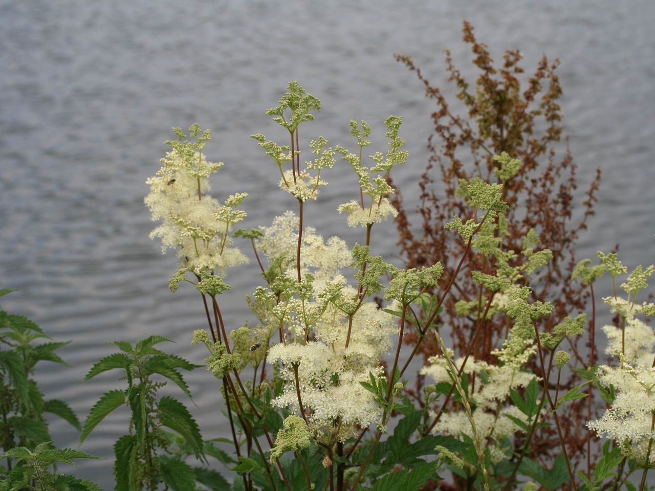 Moerasspirea en grote brandnetel aan waterkant (foto: Paul Busselen)