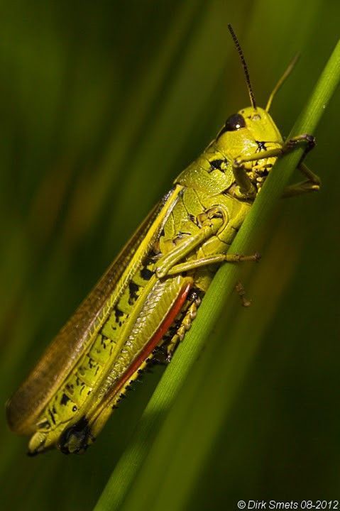 De aanwezigheid van de Moerassprinkhaan toont aan dat het gebied veel potentieel heeft (Foto: Dirk Smets)