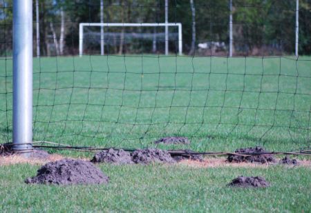 Molshopen op een voetbalveld (foto: www.mollen.org)