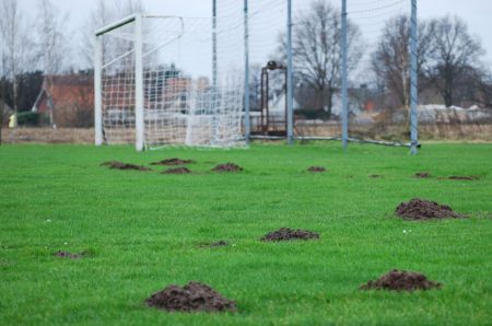 Molshopen op een voetbalveld (foto: www.mollen.org)