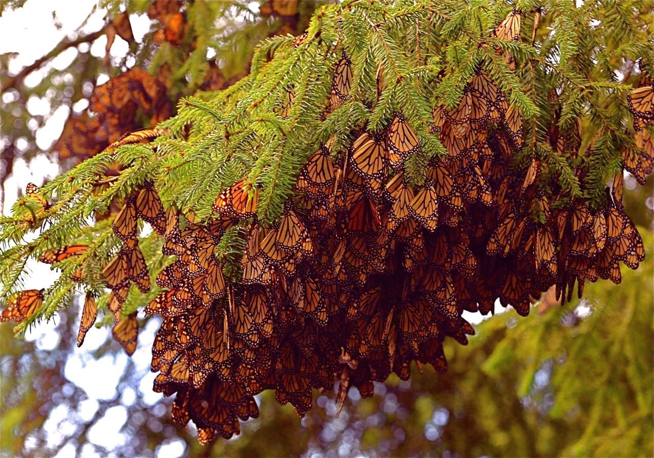 Monarchvlinders overwinteren met vele miljoenen in de bergachtige streken van Mexico (foto: Mark O’Brien, goodnature.nathab.com)