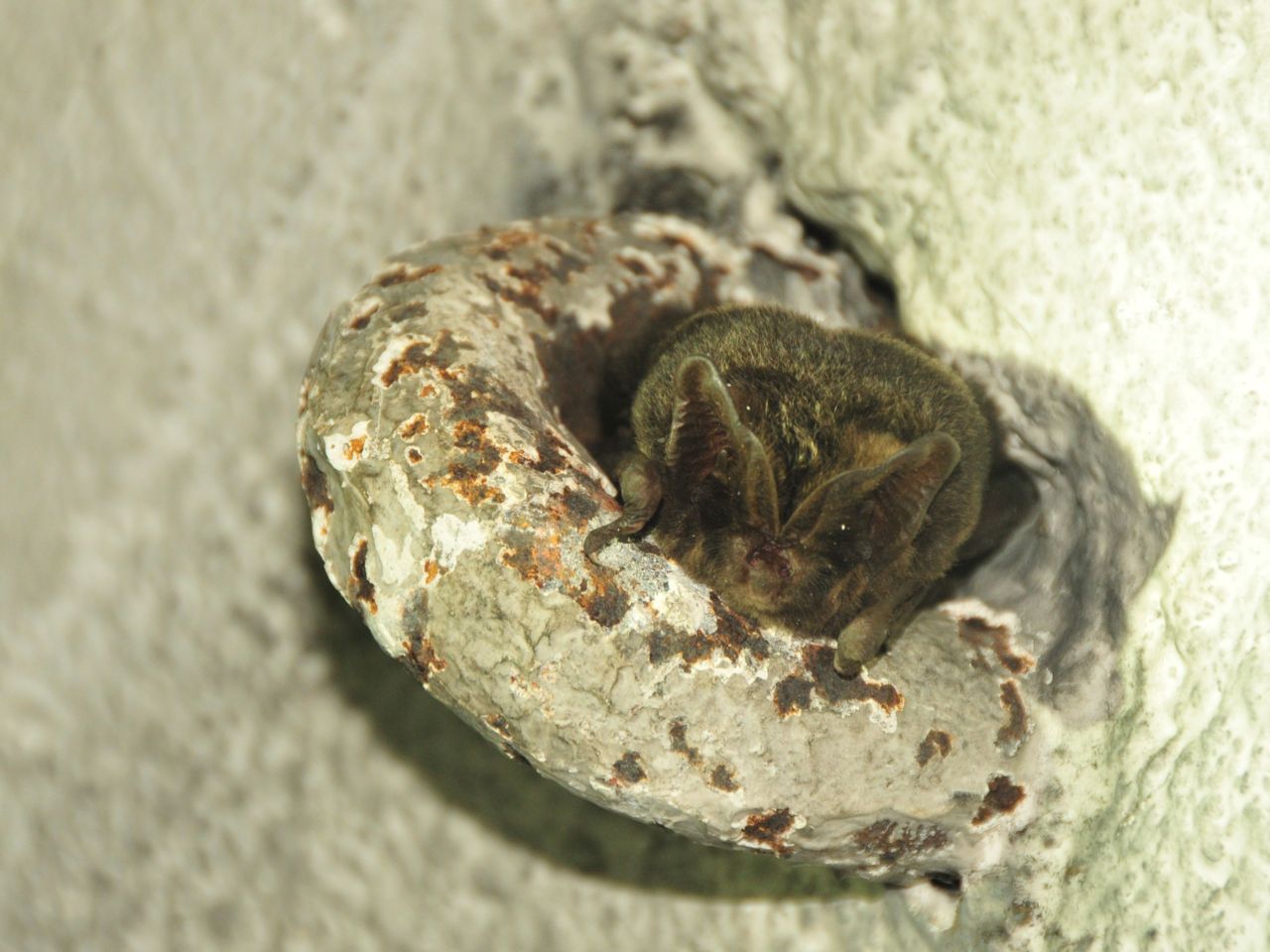 De Mopsvleermuis is herkenbaar door de naar voren gerichte, brede oorschelpen die elkaar midden op het hoofd raken. (foto: Ralf Gyselings)