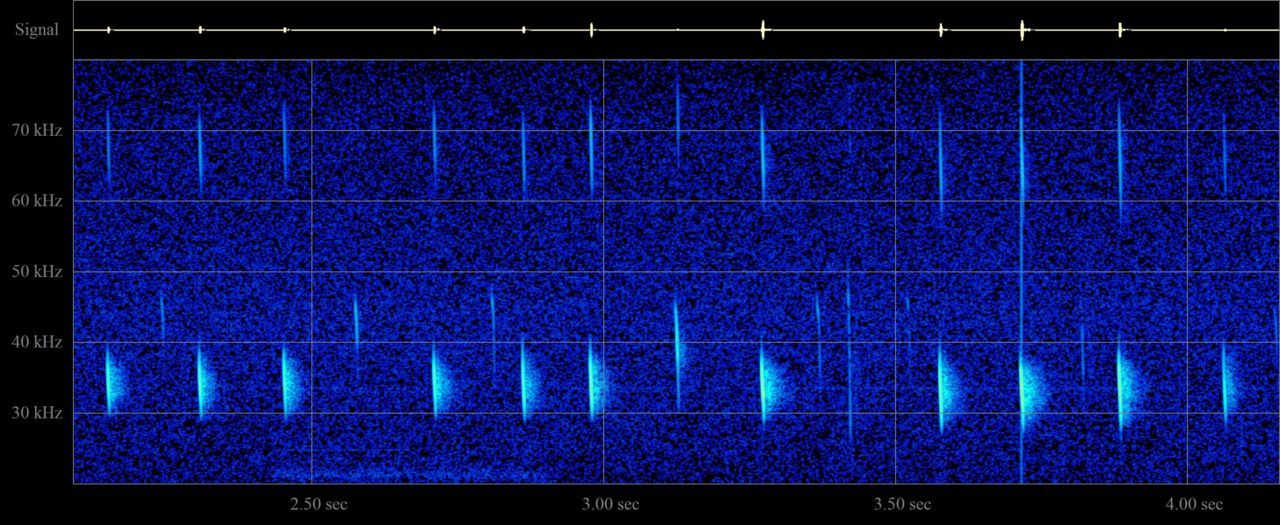 Sonogram van mopsvleermuis op 21 augustus in het Waasland. (foto: Joris Everaert)